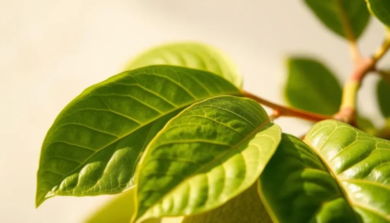 Guava Leaves